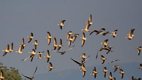 The WII will also supply us satellite tagging rings to monitor and understand the flight path of the birds