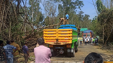 Traffic was disrupted for about an hour after bamboo trees fell on the Thimbam ghat road at Hasanur in Erode district..