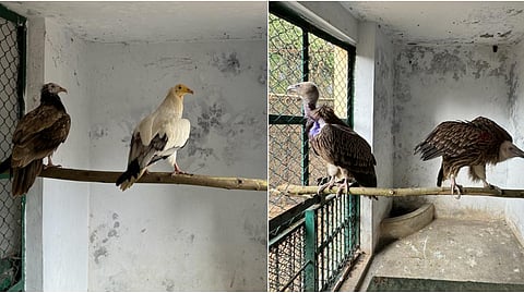 Egyptian vultures and Himalayan Griffon.