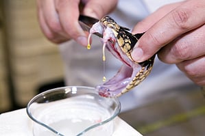 Snake venom worth Rs 80 crore seized in Jharkhand; three smugglers arrested
