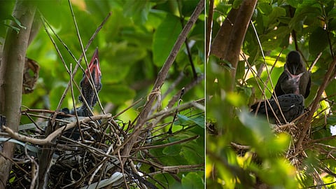 Since 2010, a curious Kiranmayi has been capturing life around her. 