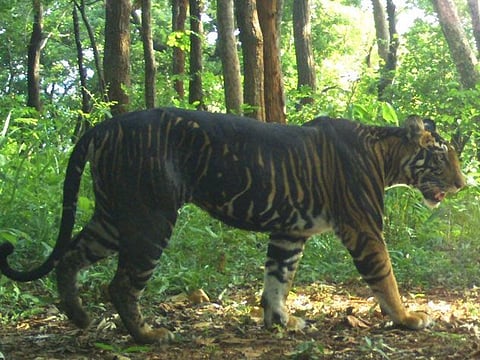 Uttarakhand records tiger death decline, eight this year
