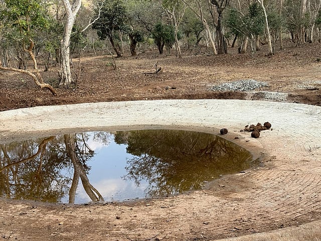 Water trough created for the benefit of wild animals.