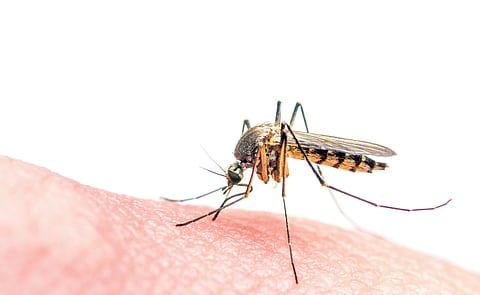 Seven years of research, 100-plus attractants, over 50 killing ingredients and 66 different sizes and shape iterations later, the team zeroed in on the Eco BioTrap.