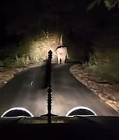 File - Video grab of vehcile chasing an wild elephant at Navamalai forest in Anamalai Tiger Reserve.