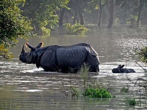 Six major rhino-poaching gangs, linked to illegal trade through Myanmar, were identified while nine rhino poaching attempts were foiled.