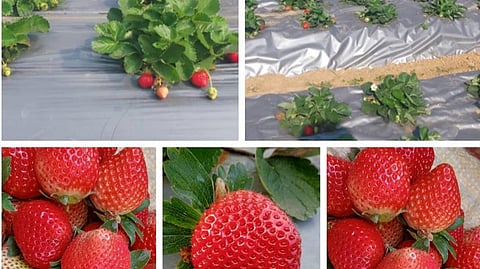 Leveraging the district’s reputation for quality produce, strawberries are now marketed under the brand name ‘Kandhamal Strawberry.’