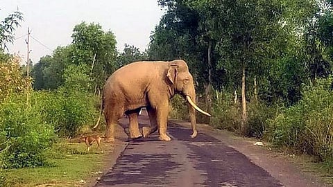 The provoked elephant charged at him and rushed to trample him under its mighty feet. Fortunately, the tourist, said to be from Kerala, survived the attack with injuries.