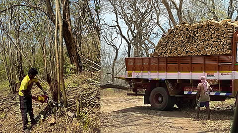 Labourers were cutting and removing tonnes of Senna spectabilis.