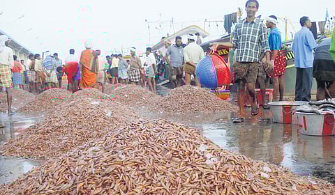 Karikkadi prawn catch at the fish landing centre.