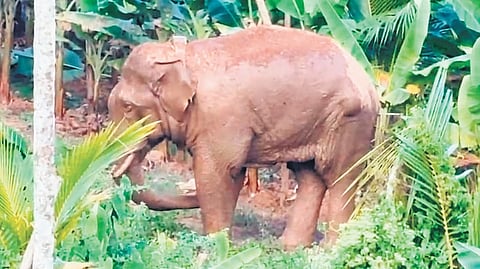 The wild elephant stands in a plantation in Mananthavady after being tranquilised on Friday 