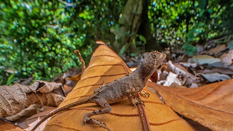 A new species of kangaroo lizard named Agasthyagama Edge