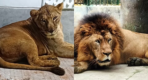 Calcutta HC says naming lioness, lion 'Sita' & 'Akbar' disrespectful, demands change
