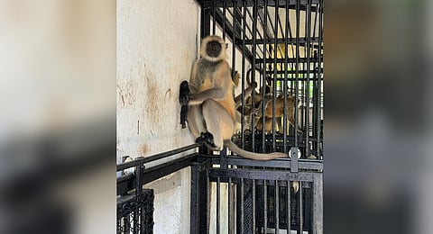 Image of the Hanuman langurs used for representative purposes