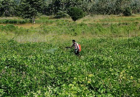 A farmer in his field
