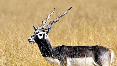 blackbuck image used for representational purposes only. 