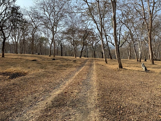 Senna cleared area in Mudumalai.