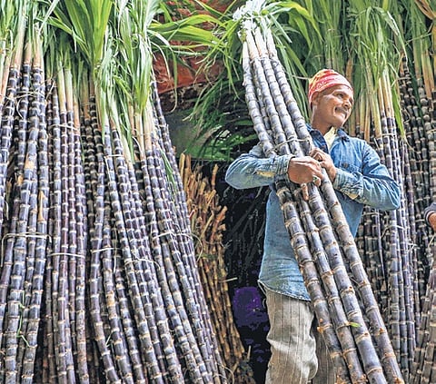 Hike in sugar cane prices to benefit only a section of farmers: Experts