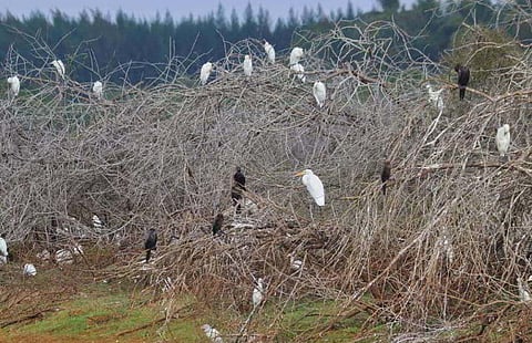 Pictures taken of various species of birds during the wetland bird survey in Dharmapuri