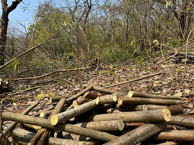 Senna logs cut and ready for debarking before transported out of forest.