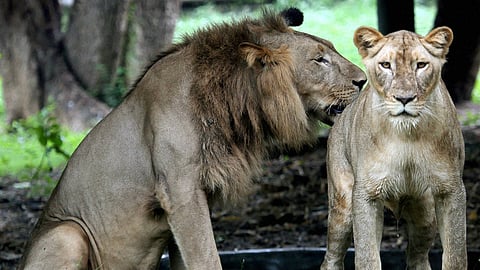 Image used for representational purpose.