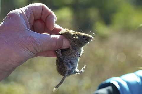 A red-backed vole is held during a survey of plant and animal life in Juneau, Alaska, on Thursday, May 1, 2014.