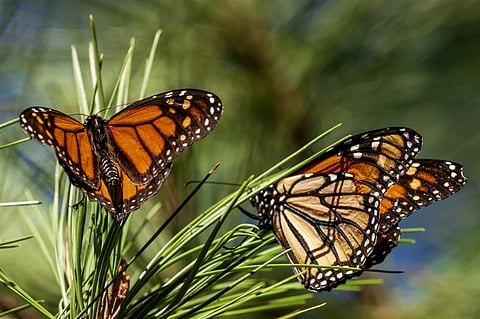FILE - Monarch butterflies land on branches at Monarch Grove Sanctuary in Pacific Grove, Calif., on Nov. 10, 2021. 