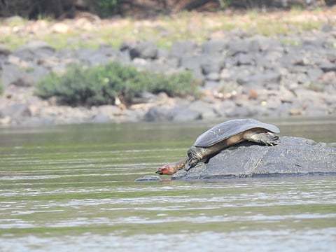 Nilssonia leithii turtles spotted in Cauvery river between Mekedatu and Hogenakkal in Tamil Nadu.