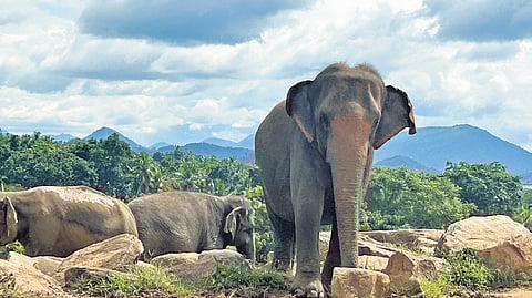 The Pinnawala Elephant orphanage near Kandy