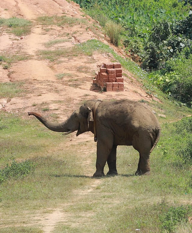 Wild elephant Thanneer Komban roaming around in Mananthavady town, Kerala, on Friday