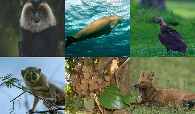 Endangered species