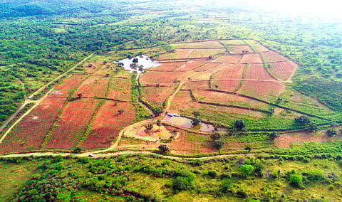 Picture of check dam constructed in harur under Jal Sakthi Abhiyan Scheme and the afforestation project undertaken in Nallamapalli in Dharmapuri district.