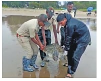 The hawksbill turtle which was rescued from a fishing nest at Devbagh beach on Wednesday | Express