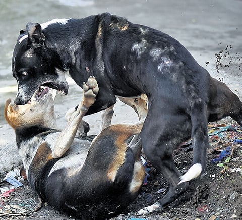 City corporation caught 19,640 stray dogs last year and vaccinated them 