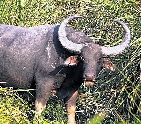 Guwahati Diary: Measures mooted for wild buffalo protection