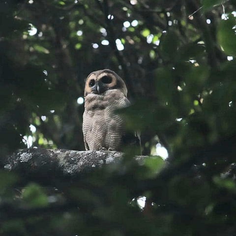 A team of researchers from the department of wildlife biology at Ooty government Arts College had recently completed a year long study about the Brown Wood Owl (Strix leptogrammica) at Nilgiris district.