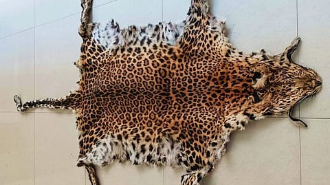 One held with Leopard skin in Odisha