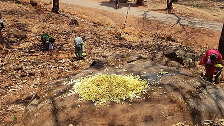 Tribals collecting Mahua flowers from a forest in Mayurbhanj