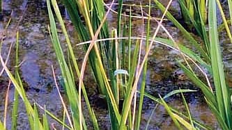 While the extent of damage is yet to be ascertained, many farmers from the Hirakud command area have claimed that, due to attack by the stem borer insects, the roots and stems of paddy saplings are turning yellow.