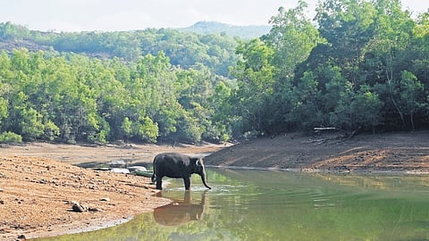 A wild elephant drinks water at the Neyyar catchment area