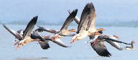 Winged guests in wetlands of Punjab