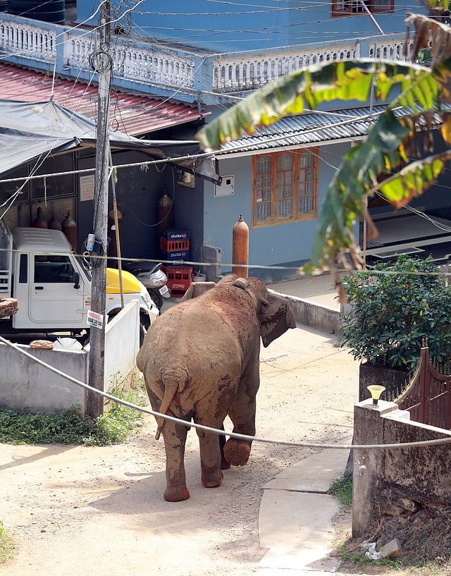 Wild elephant Thanneer Komban roaming around in Mananthavady town, Kerala, on Friday