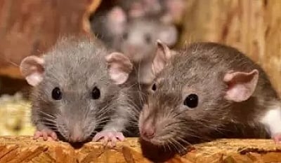 New York approves rat birth control to tackle city’s infestation