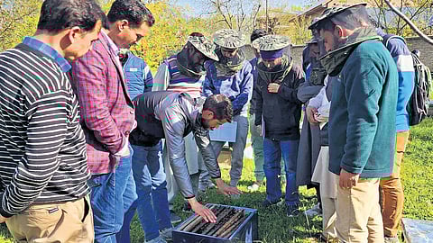 Over the span of five years, Nazim’s trajectory from a curious enthusiast to a prominent figure in the honey beekeeping industry epitomises the symbiotic relationship between human endeavour and the bounties of nature.