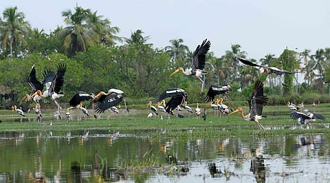 Painted Storks 