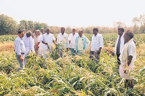Officials inspect agricultural fields impacted by unseasonal rain in Talamadugu mandal of Adilabad district.