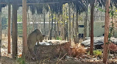 A lioness drinks water from a pond in Tyavarekoppa Safari, Shivamogga 