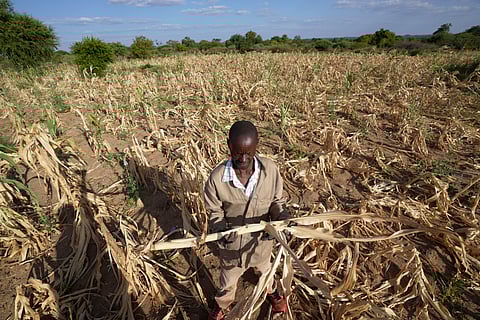 James Tshuma, a farmer in Mangwe district in southwestern Zimbabwe,stands in the middle of his dried up crop field amid a drought in Zimbabwe.
