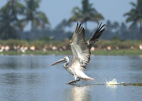 Spot-billed Pelicon 