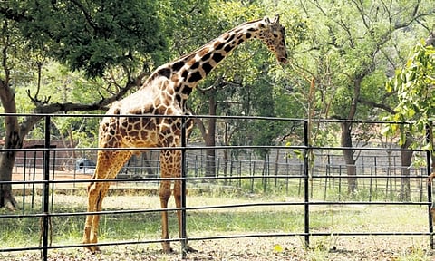 Cardiopulmonary failure to be the cause for the 12.5-year-old animal’s death